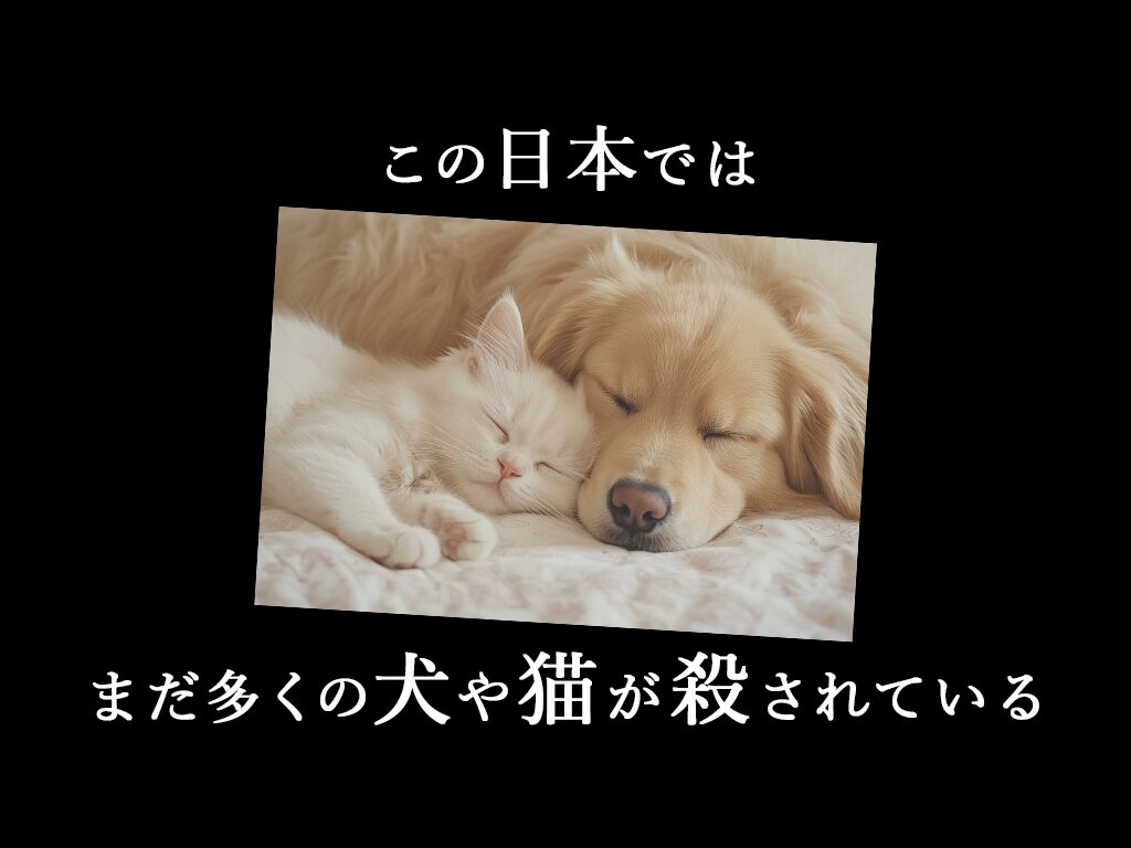 犬・猫の【殺処分】問題とは？改善はしてるが課題は消えていない