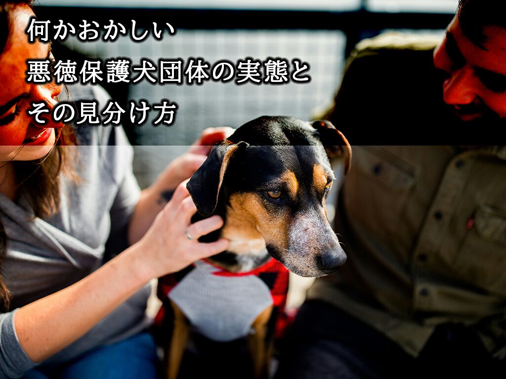 おかしい？【保護犬団体】の実態と、騙されないために